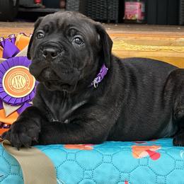 Miracle City Purple - Black brindle female Cane Corso puppy in Conroe, Texas from Miracle City