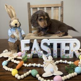 Bruno - Chocolate and tan male Dachshund puppy in Dawson, Alabama from Bells Dashing Dachshunds
