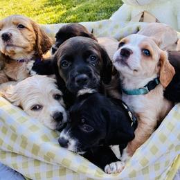 Cocker Spaniel puppies from American Cocker Spaniel