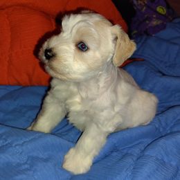 Ganon - Parti male Miniature Schnauzer puppy in Florida from Central Florida Schnauzers