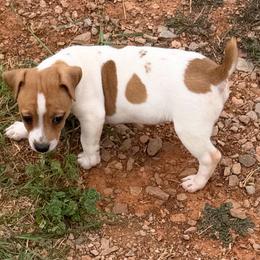W Girl 1 - Brown and white female Jack Russell Terrier puppy in Maysville, Oklahoma from MO’s Jack Russells