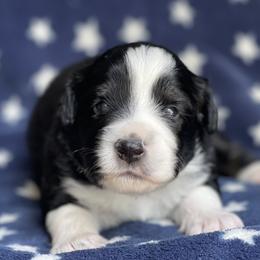 Jett - Black tri male Miniature Australian Shepherd puppy in Wesley Chapel, Florida from August Oaks Aussies