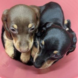 Blaze - Chocolate and cream male Dachshund puppy in Kansas City, Kansas from Stately Dachshunds and Danes