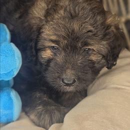Smokey - Sable male Aussiedoodle puppy in Lincoln, California from Pasta Puppies Doodles