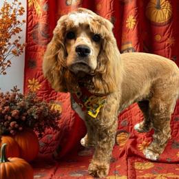 Autumn Honey - Cocker Spaniel