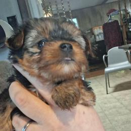 Harmony - Black and tan female Yorkshire Terrier puppy in Jacksonville, Arkansas from Royal Yorkie Terrier