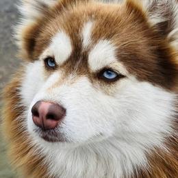 Kodiak - Pomsky