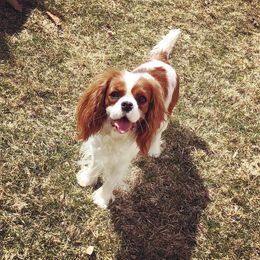 Pokey - Cavalier King Charles Spaniel