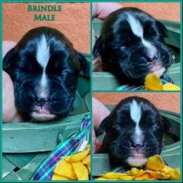 Green - Brindle male Boxer puppy in Butler, Pennsylvania from Schaible's Boxer Huddle