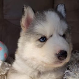 Cavalier King Charles Spaniels and Siberian Huskies from Southern Edge Kennel