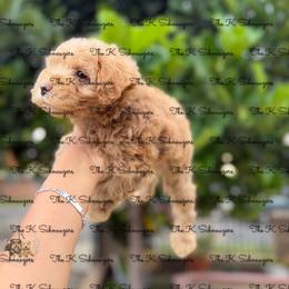 Blue collar - Wheaten male Miniature Schnauzer puppy in Santa Ana, California from The_K_Schnauzers