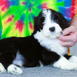 Tanner - Black and white male Portuguese Water Dog puppy in Beatrice, Nebraska from Success Portuguese Water Dogs