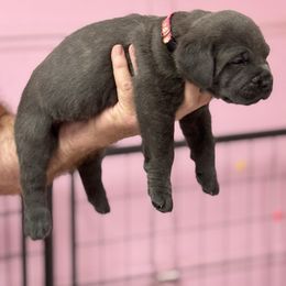 Pinkie pie - Gray brindle female Cane Corso puppy in Pollock Pines, California from Capitol City Cane Corso