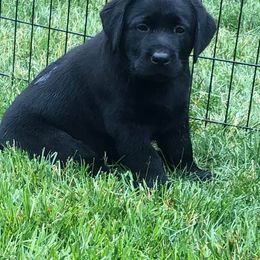 Labrador Retriever Puppies from Blue Sky Labradors