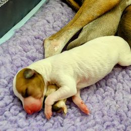 Italian Greyhound Puppies from Tuncap's Italian Greyhounds