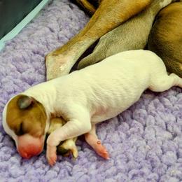 Italian Greyhound Puppies from Tuncap's Italian Greyhounds