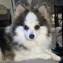 Grayson - Pomsky