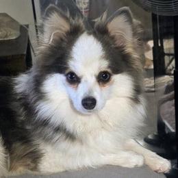 Grayson - Pomsky
