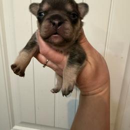 Gummy bear - Tricolors female French Bulldog puppy in Ludowici, Georgia from Royal Destiny Kennels