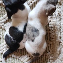 Dachshund Puppies from Haus of Wiener Schnitzel