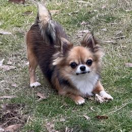 Chihuahuas and Poodles from BlackGoldToyPoodles