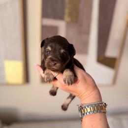 Channel - Liver female Miniature Schnauzer puppy in Orange City, Florida from Xaysha’s Miniature Schnauzers
