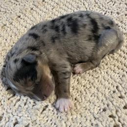 Blue Merle male 3 - Blue merle male Australian Shepherd puppy in Shoshone, Idaho from Copper Rose Kennel