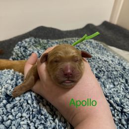 Apollo - Dark golden male Golden Retriever puppy in Jacksonville, Florida from River City Goldens