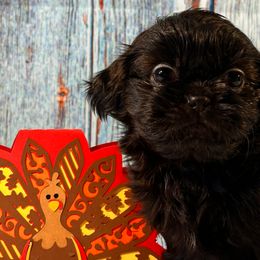 King Magnifico - Black Shih Tzu puppy in Beatrice, Nebraska from I Shih Tzu Not Puppies