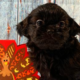 King Magnifico - Black Shih Tzu puppy in Beatrice, Nebraska from I Shih Tzu Not Puppies
