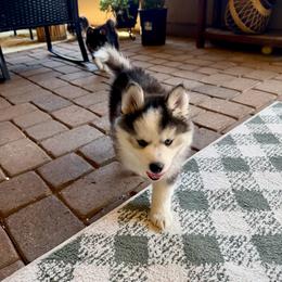 Ziggy - Wolf sable male Pomsky puppy in Cave Creek, Arizona from Arizona Luxury Pomskies