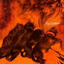 German Shepherd puppies from Rock Bottom Ranch