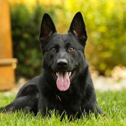 German Shepherds from Eiserner Krieger German Shepherds