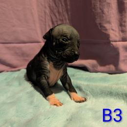 Zenith - Black male American Hairless Terrier puppy in Phoenix, Arizona from Bare Valley