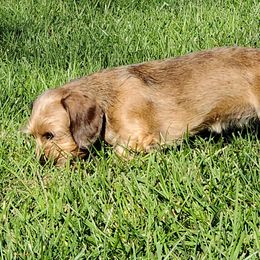 Dachshunds from Koser’s Miniature Dachshunds