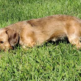 Dachshunds from Koser’s Miniature Dachshunds