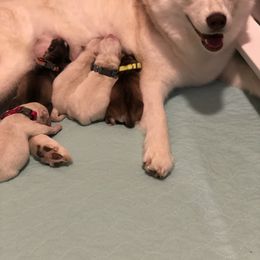 Siberian Husky Puppies from Nykah Siberians