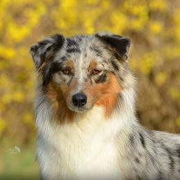 Harmony - Australian Shepherd