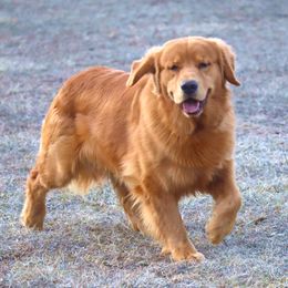 Tater - Dark golden Golden Retriever puppy in North Brunswick, New Jersey from Cynazar Goldens