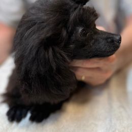 Barney AKC Champion Sired Show Potential - Black male Poodle puppy in Jacksonville, Alabama from Abounding Poodles