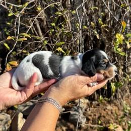 Puppy 5 - Black and tan female Dachshund puppy in Riverside, California from Saddle Up Dachshunds
