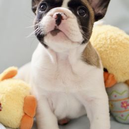 English Bulldog and French Bulldog Puppies from ClayBulldogs