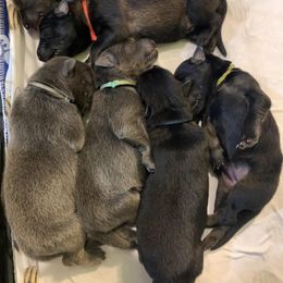 German Shepherd Puppies from Devon Rugerio's German Shepherds