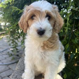 Acorn: from a tiny start grows a mighty oak - Parti male Goldendoodle puppy in Placerville, California from New Dawn Poodles and Doodles