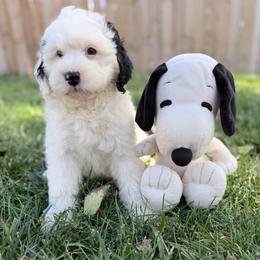 Snoopette - White female Bernedoodle puppy in Casper, Wyoming from 307 Doodles