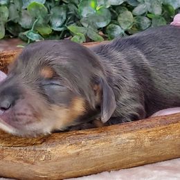 Dachshund Puppies from Heart 2 Heart Puppies
