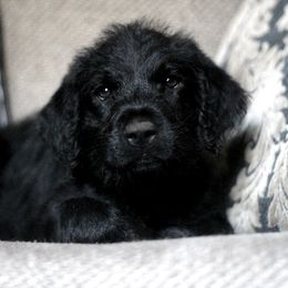 Labradoodle and Labrador Retriever Puppies from Moore than Dogs