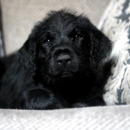 Labradoodle and Labrador Retriever Puppies from Moore than Dogs