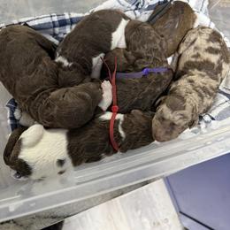 McKay - Brown male Poodle puppy in Chesapeake, Virginia from Doodle-Cove