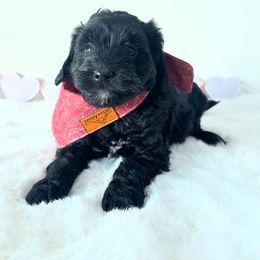Nova - Black and white female Bernedoodle puppy in Mc Kee, Kentucky from Jackson County Doodles